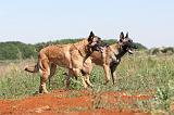 MALINOIS 316